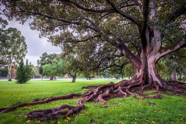 insert alternative description here